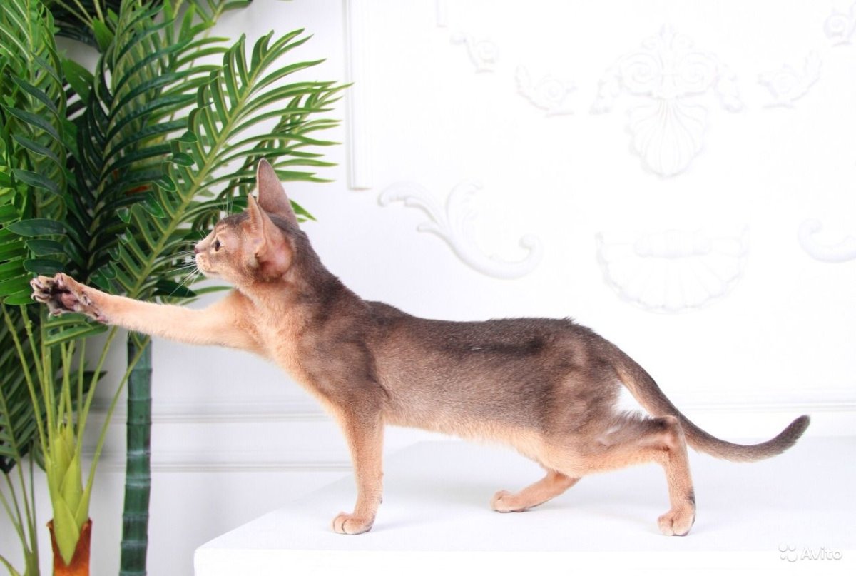 Чаузи кошка ф1