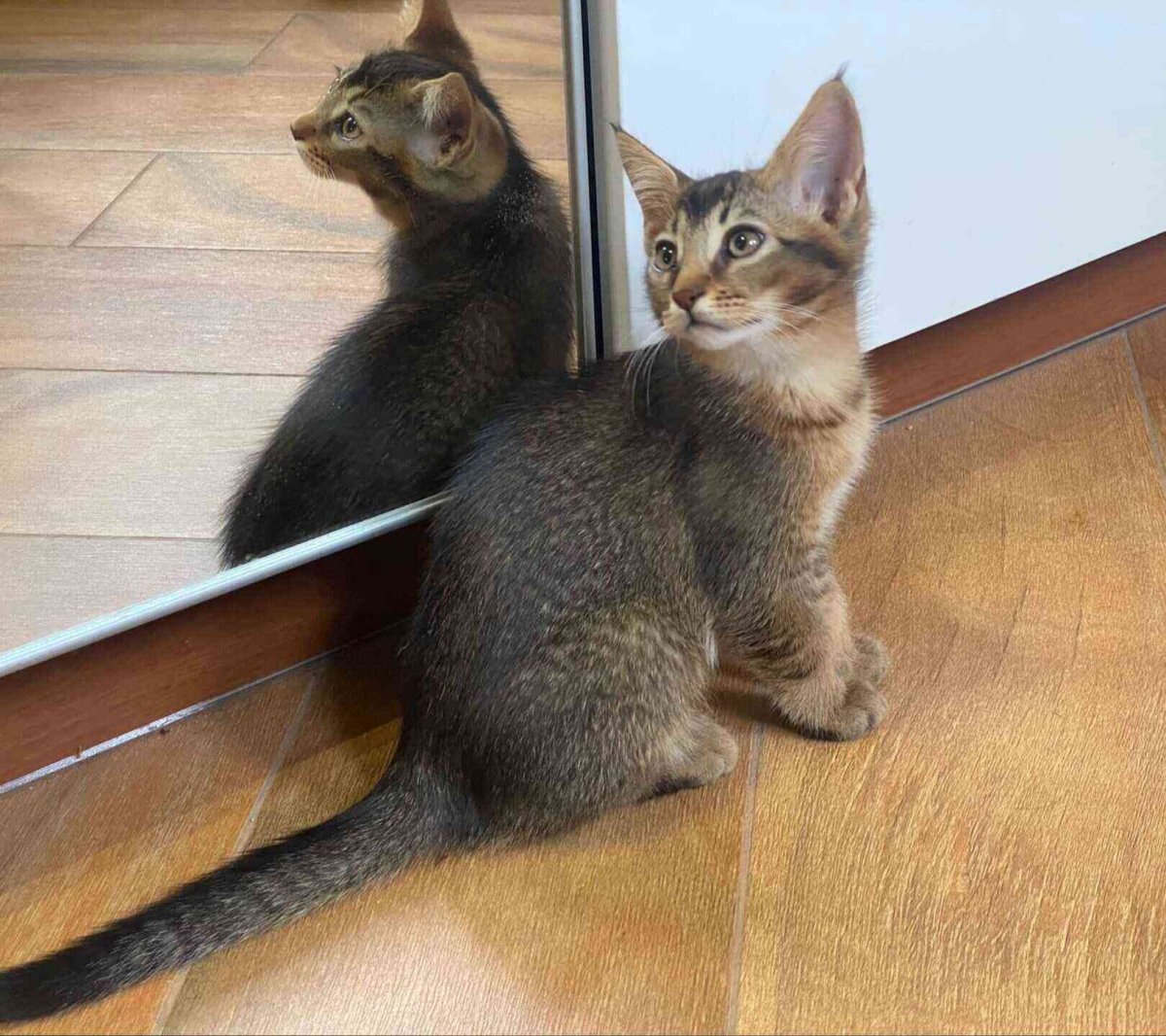 Чаузи ф1 абиссинский