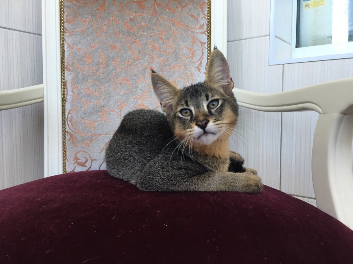 Чаузи ф1 с человеком