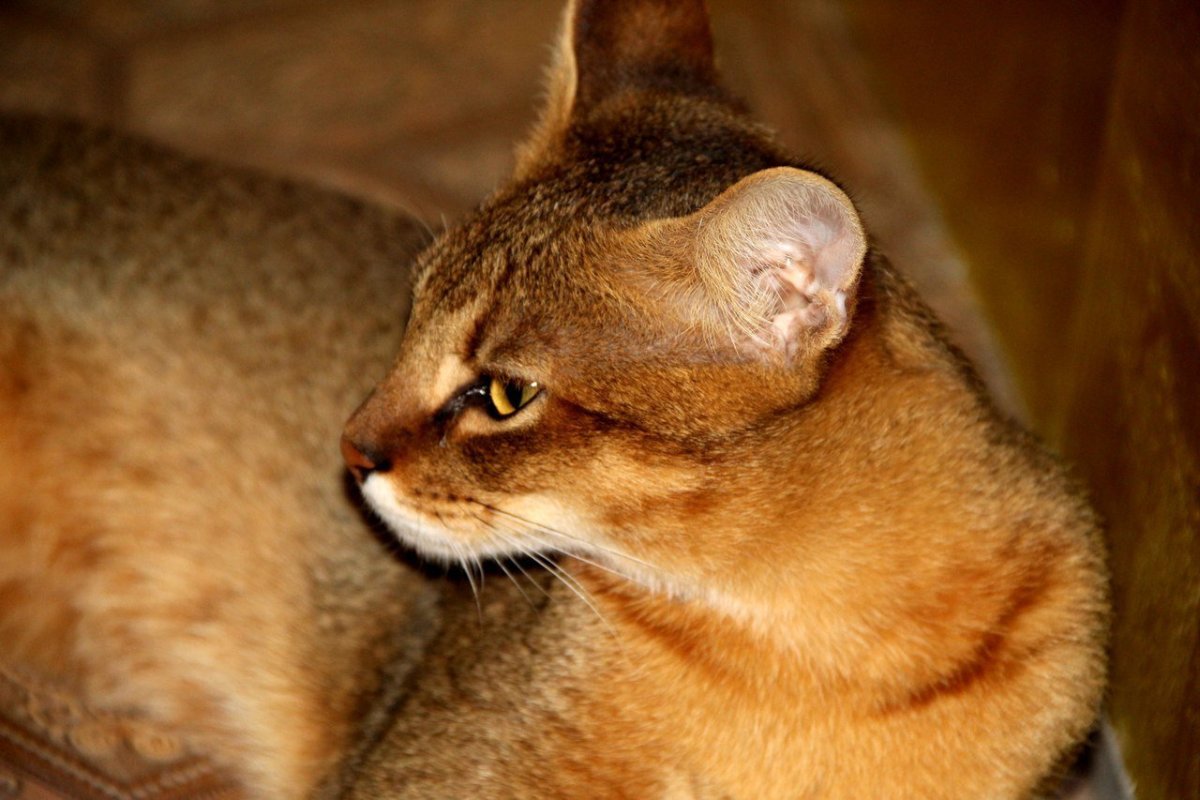 Кот чаузи ф2