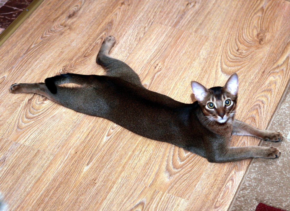 Абиссинская порода кошек