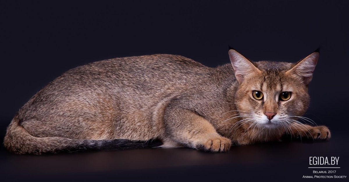 Кошка абиссинка
