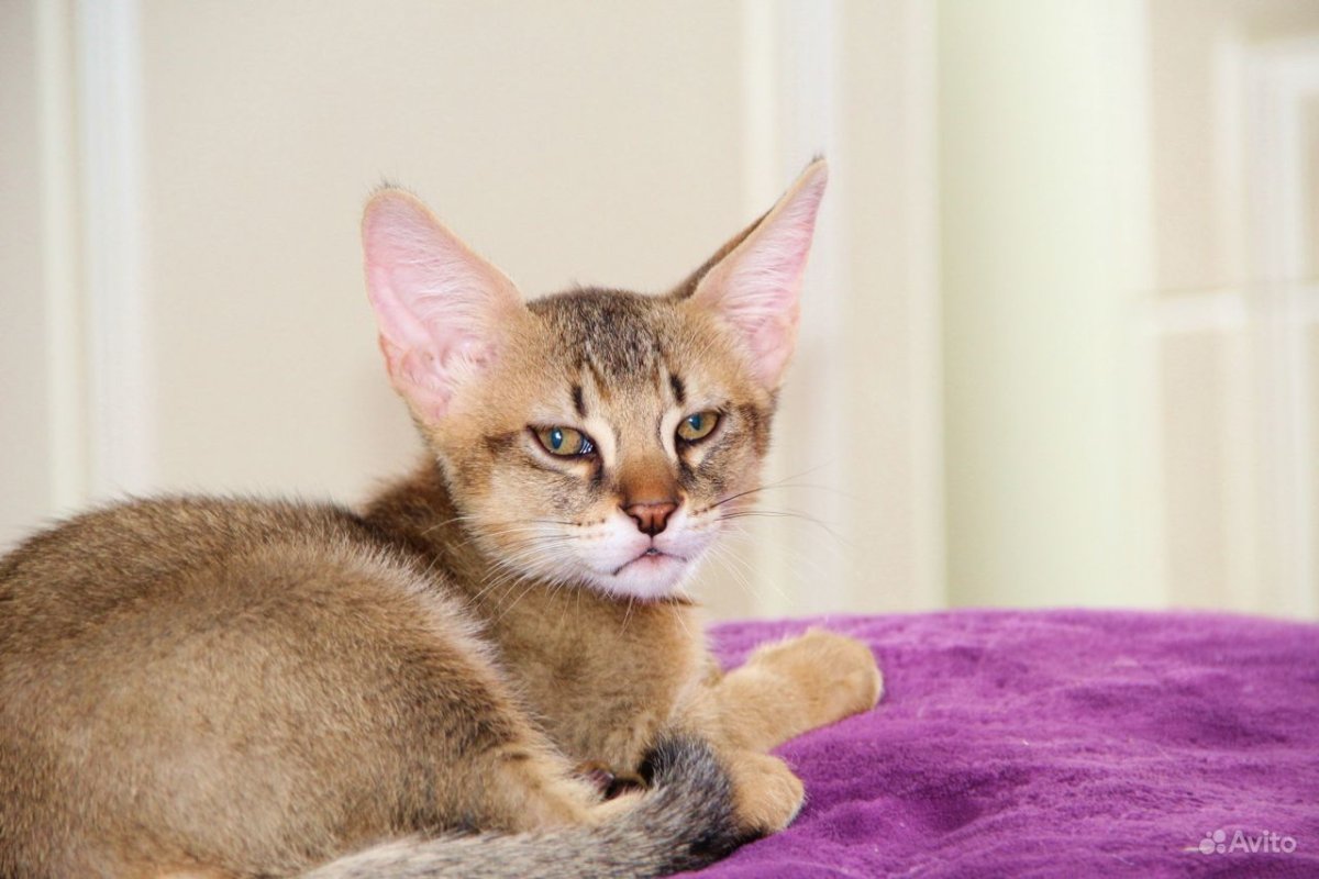 Чаузи короткие лапы