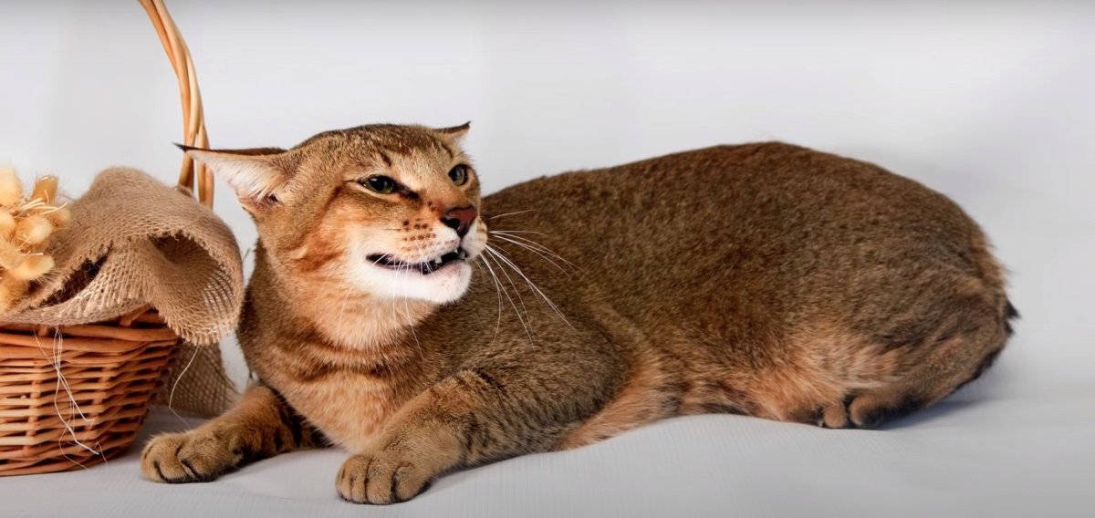 Чаузи и бенгал