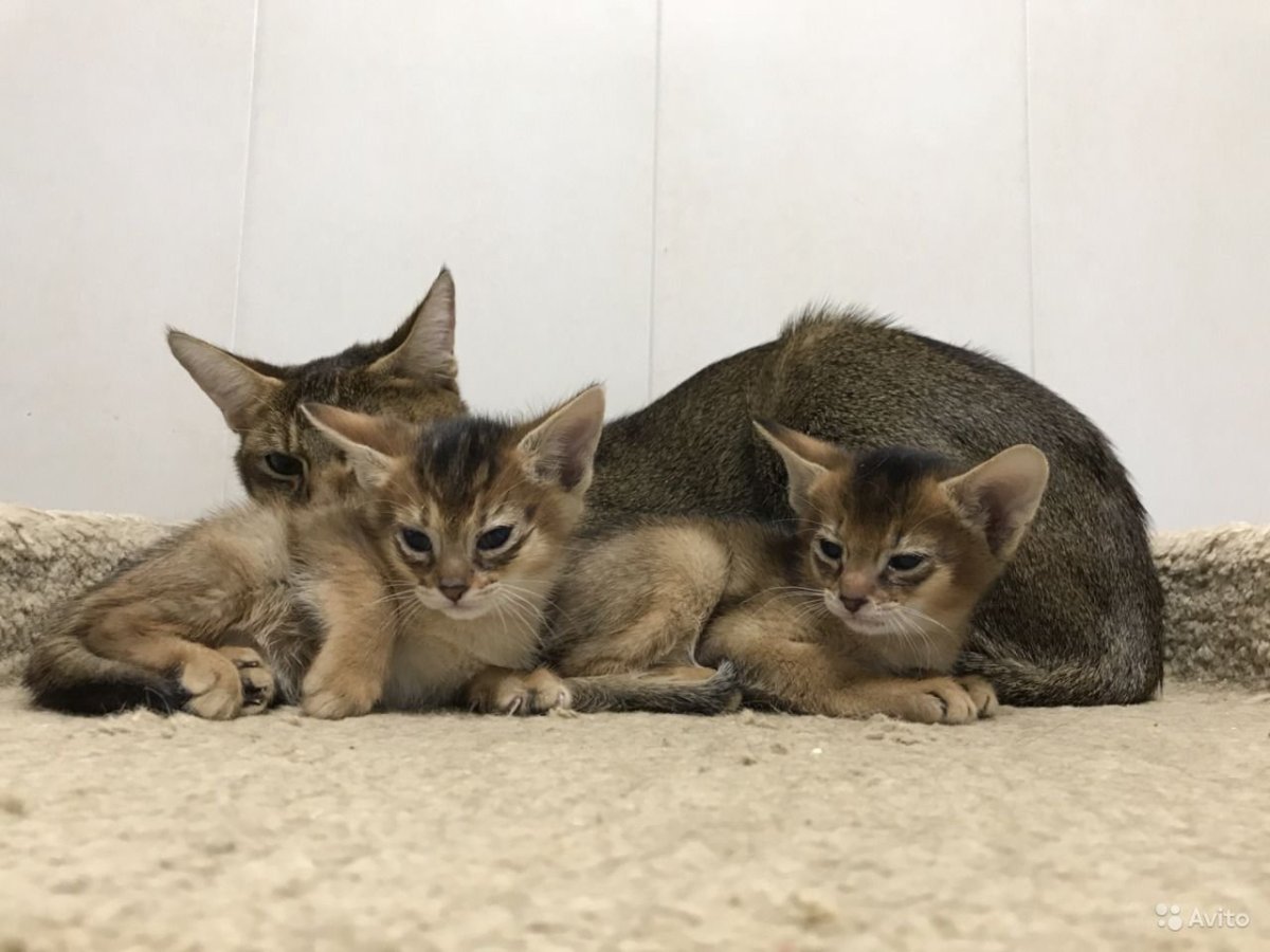 Котёнок чаузи 1 месяца