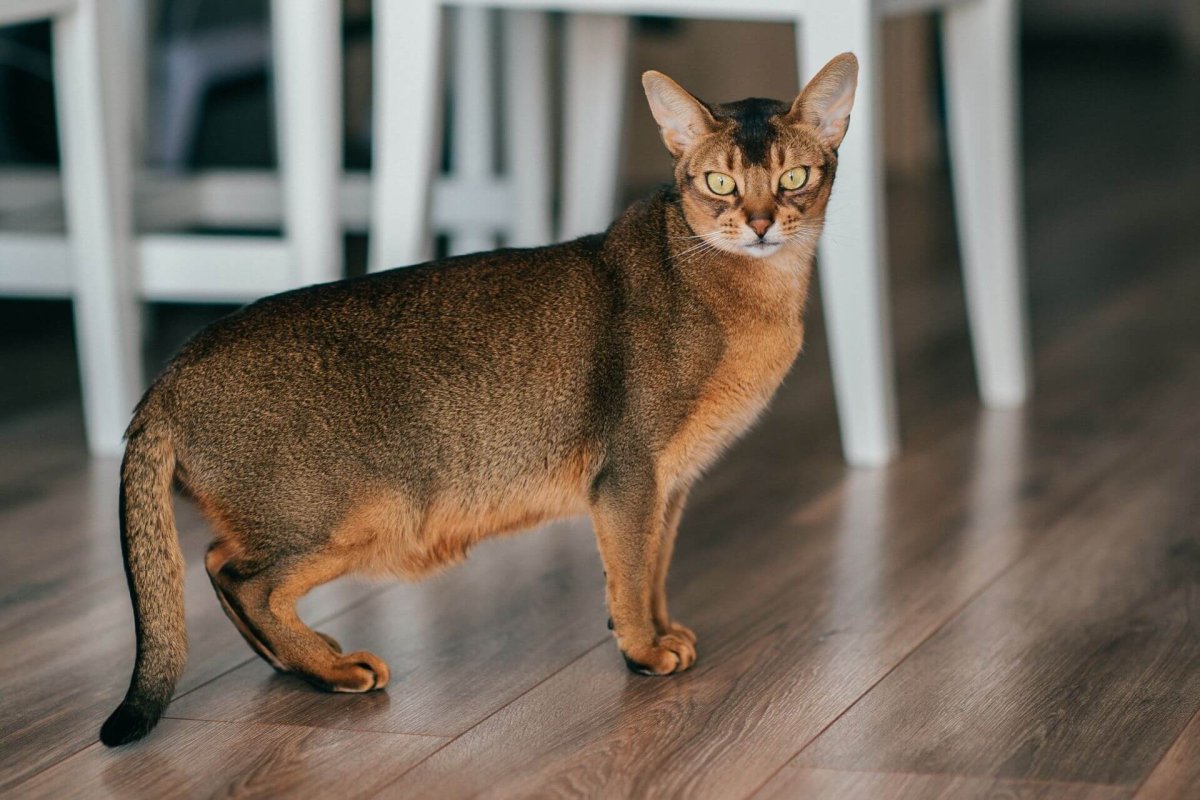 Астрид кошка порода