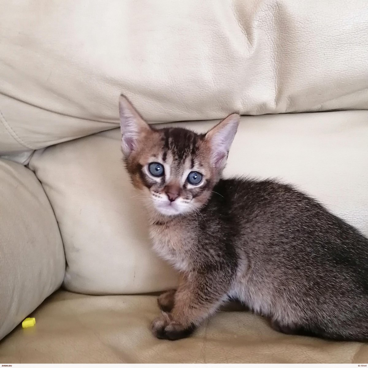 Чаузи кошка ф4