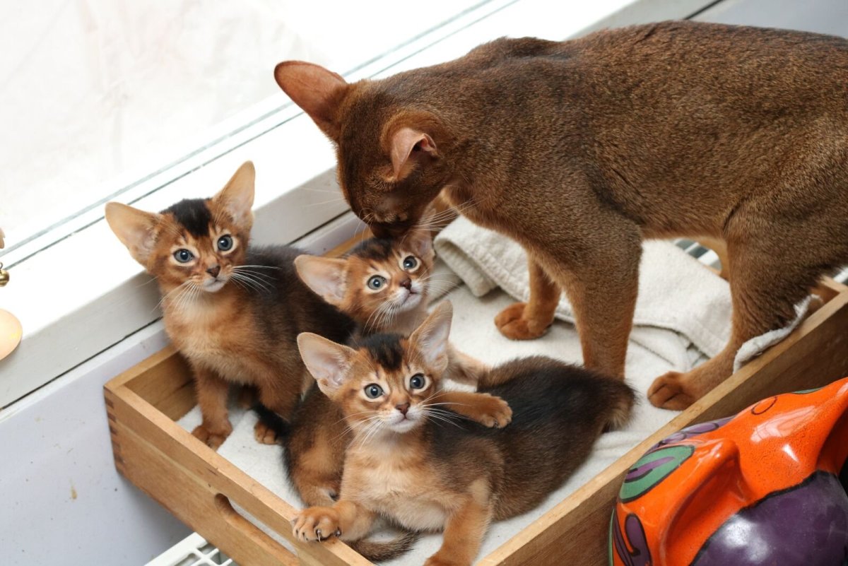 Кот породы абиссинец