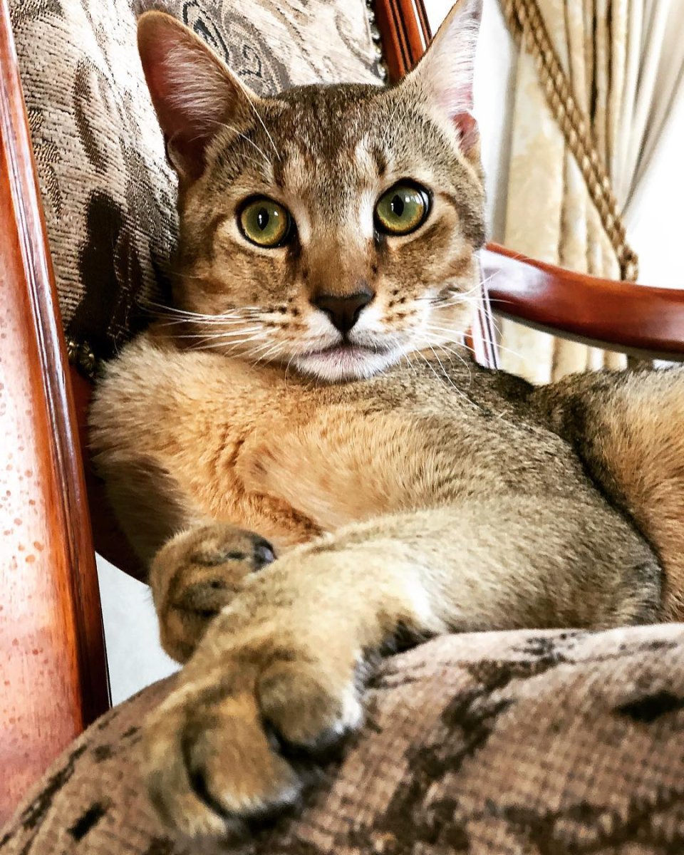 Чаузи ф1 купить