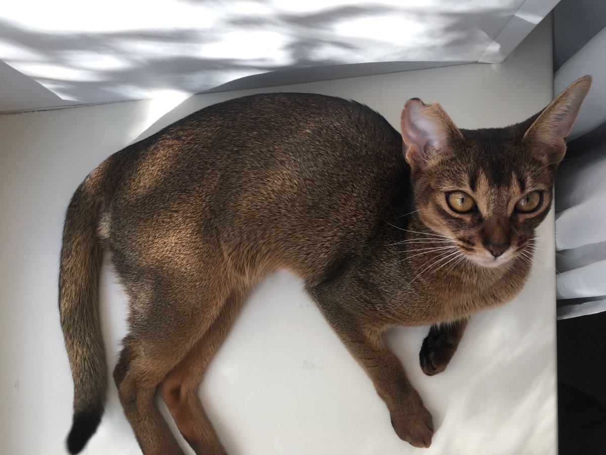 Кот чаузи черный