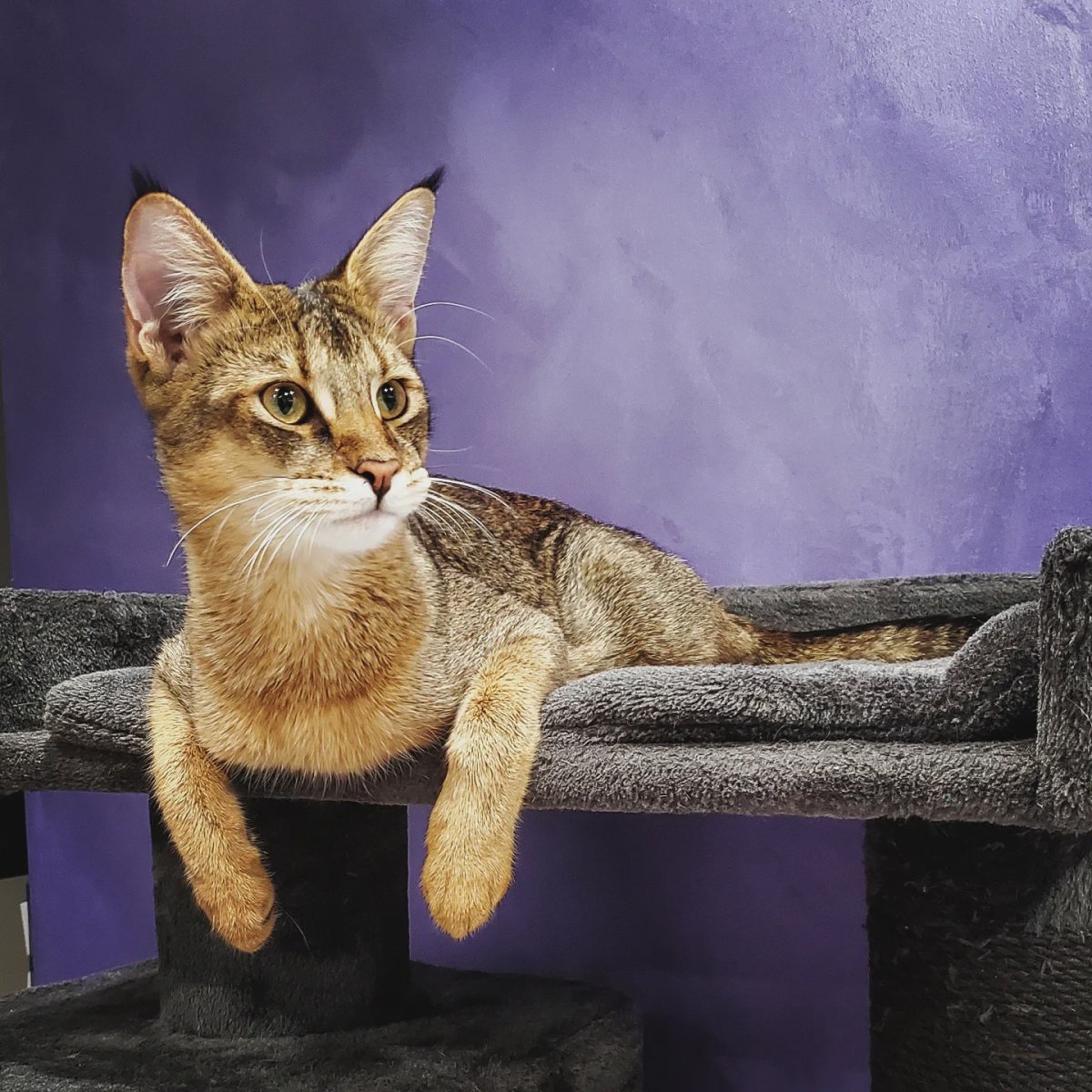 Чаузи Тимати