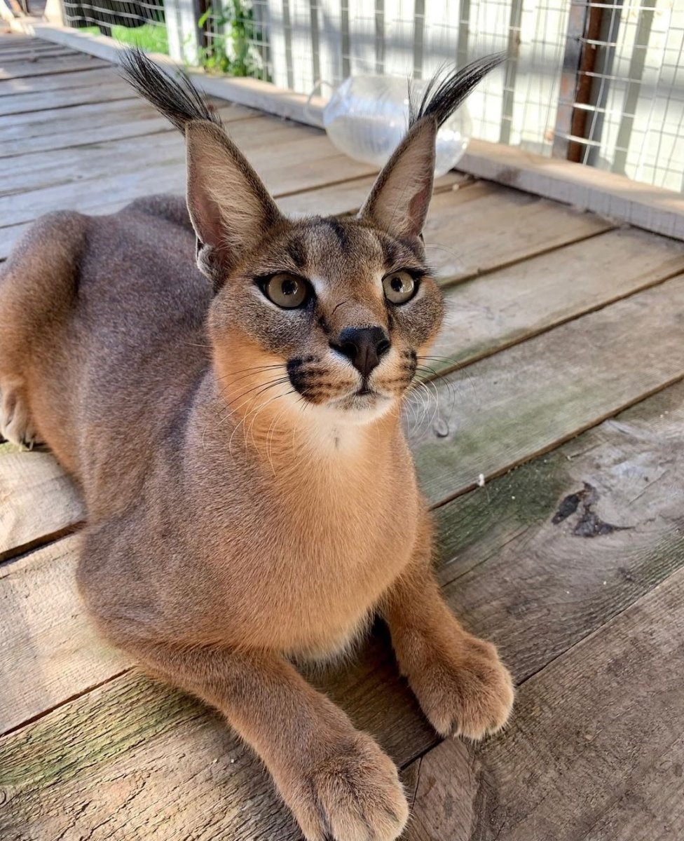 Чаузи кошка