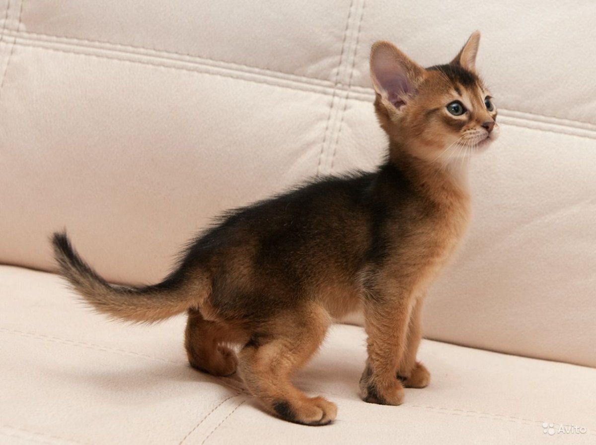 Заставка на рабочий стол чаузи