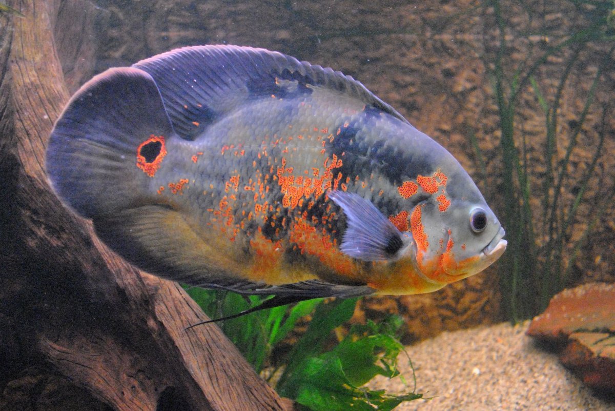 Астронотус вуалевый