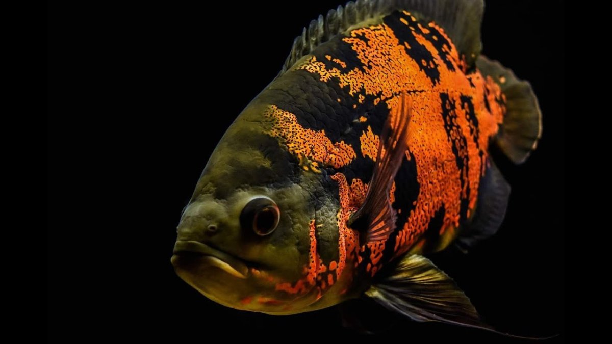 Рыбы Оскар цвета купить Ростовская область