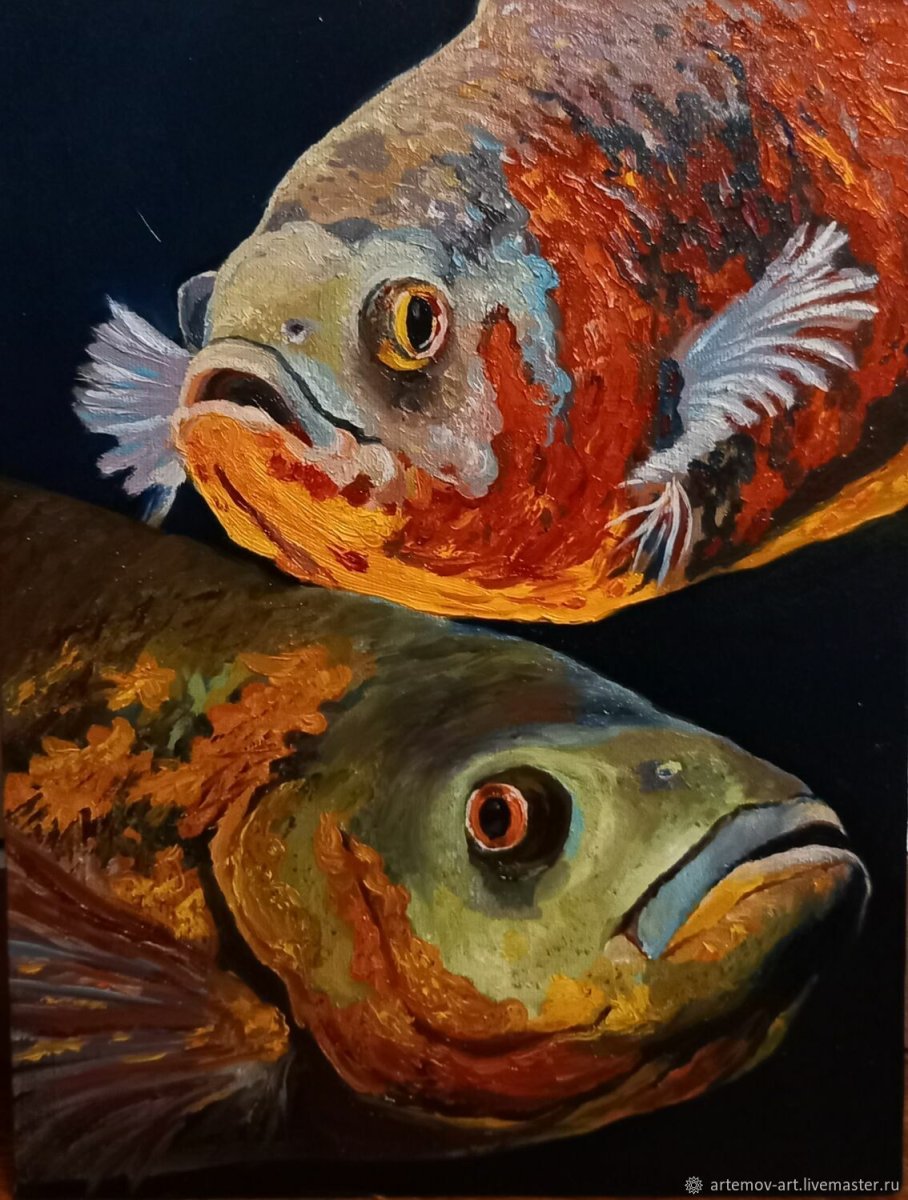 Астронотус злится