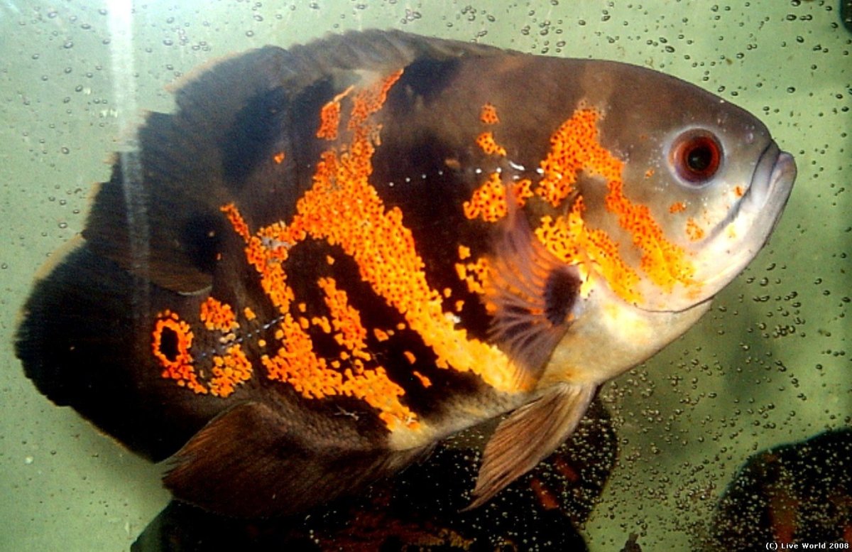 Рыба Астронотус тигровый
