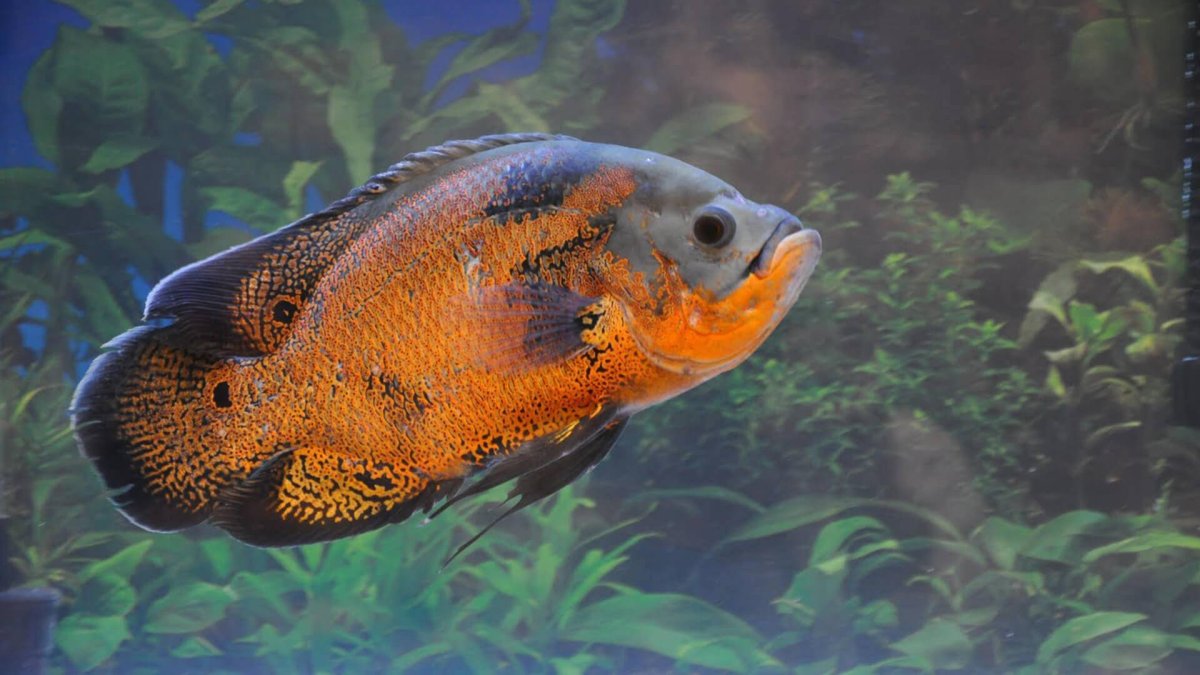 Астронотус тигровый Оскар