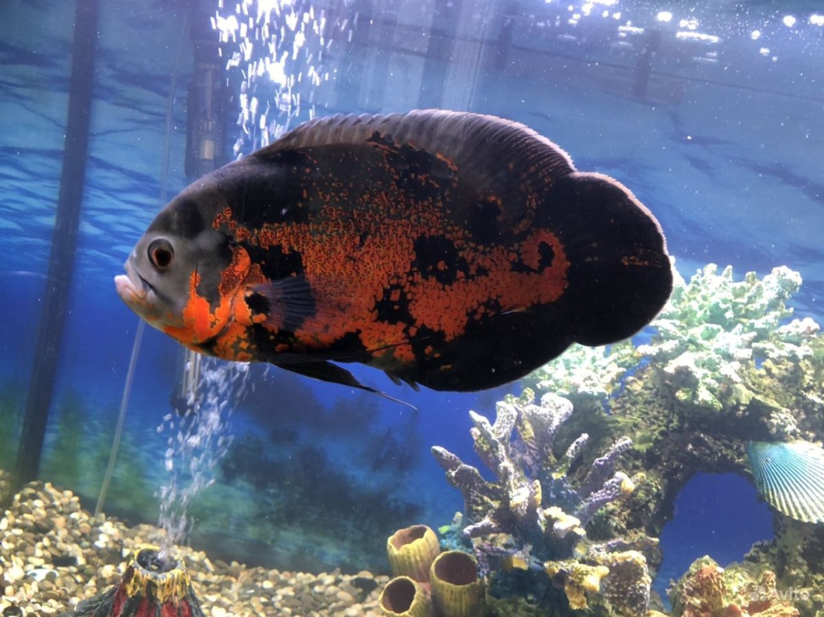 Астронотус тигровый альбинос