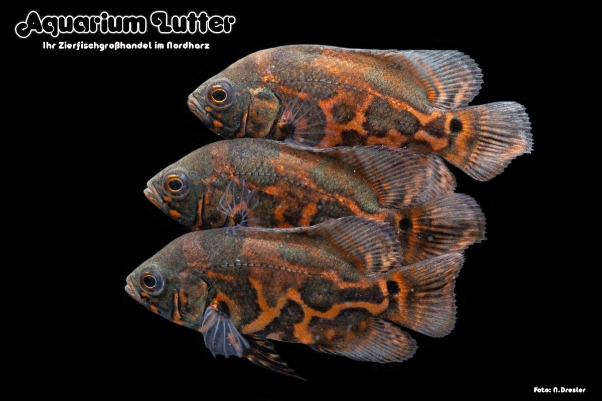 Рыбка глазчатый Астронотус