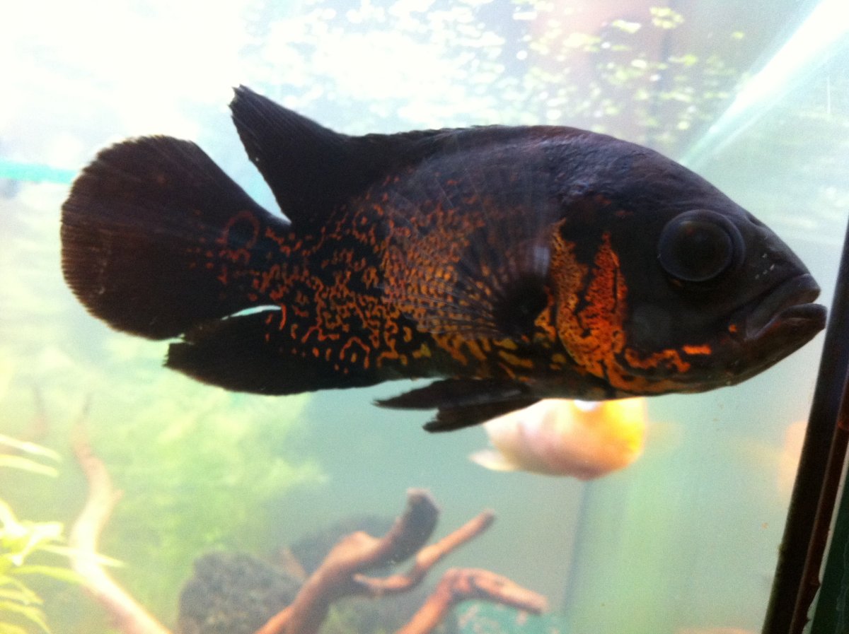 Дельфин альбинос аквариумный