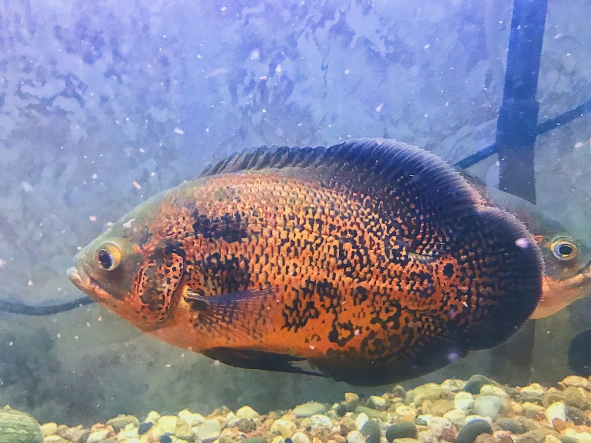 Астронотус леопардовый