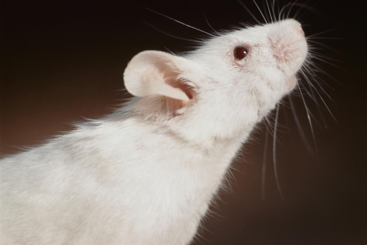 Мышата Слепые Новорожденные