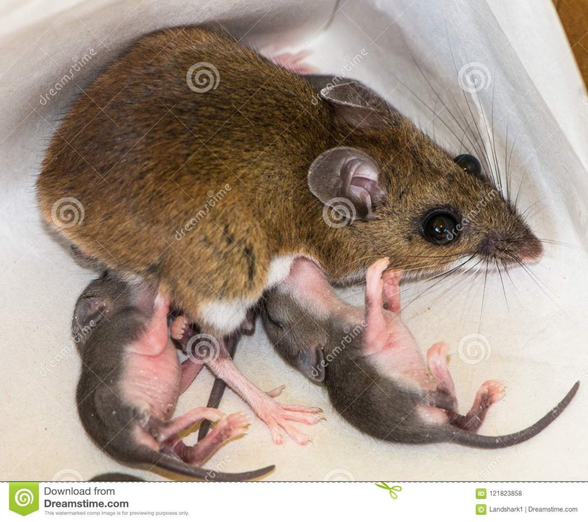 Слепая крыса