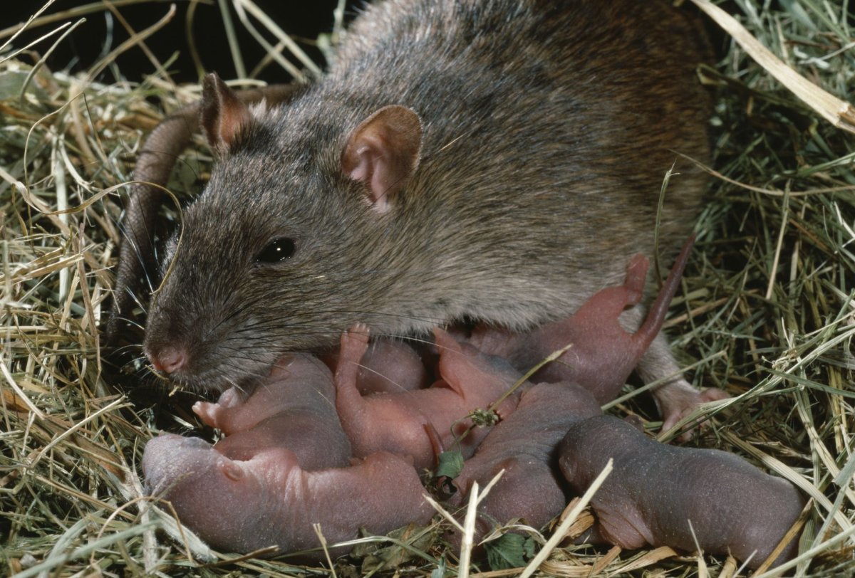 Мыши из Шрека