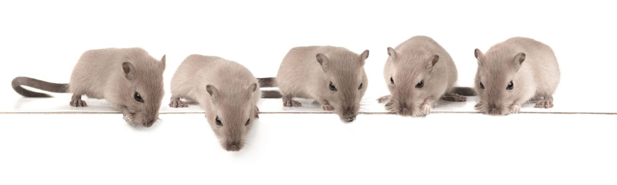 Крыса бело серая