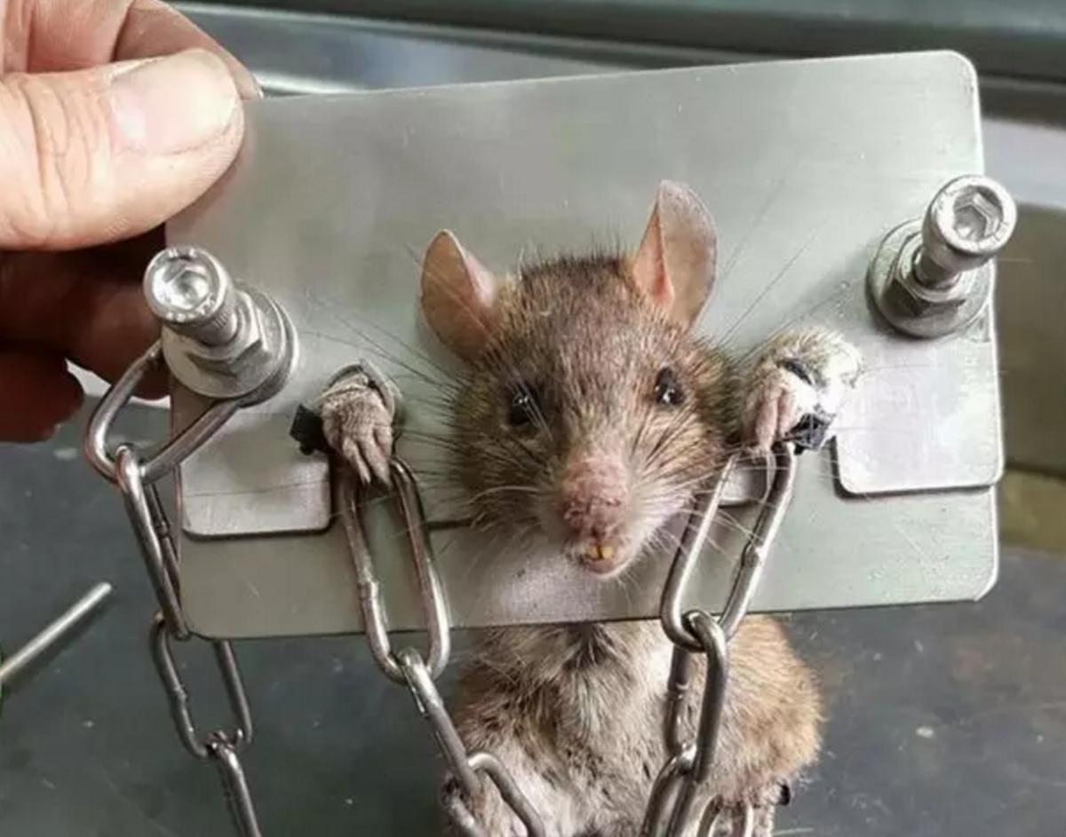 Толстая смешная крыса