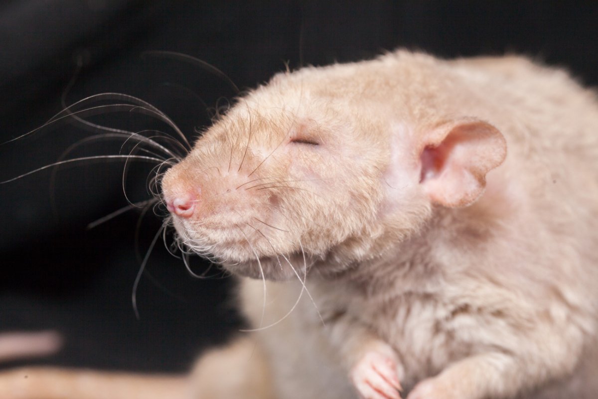 Мышата маленькие Слепые