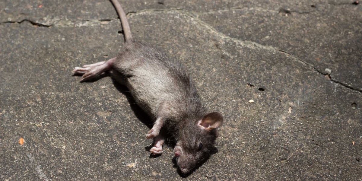 Мышь домовая самка