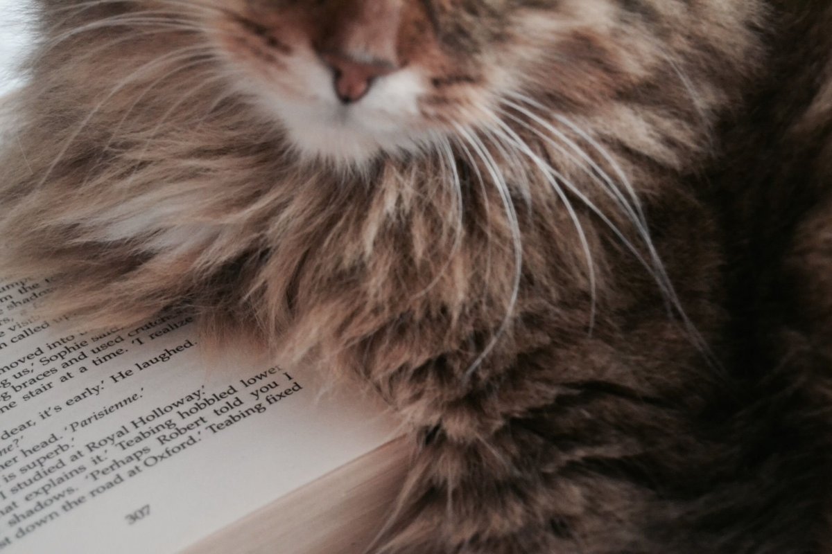 Белый котенок на руках