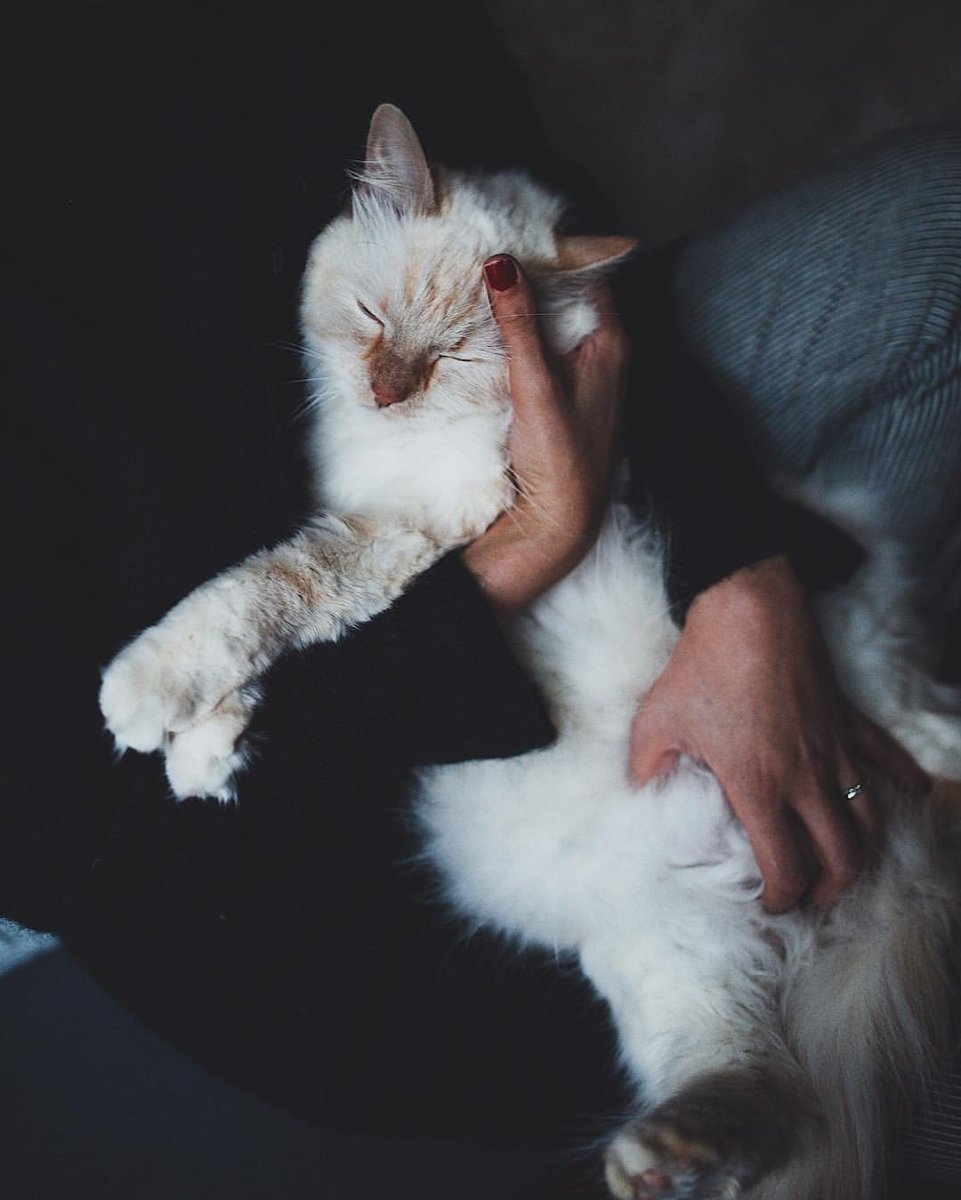 Коты Эстетика бежевого