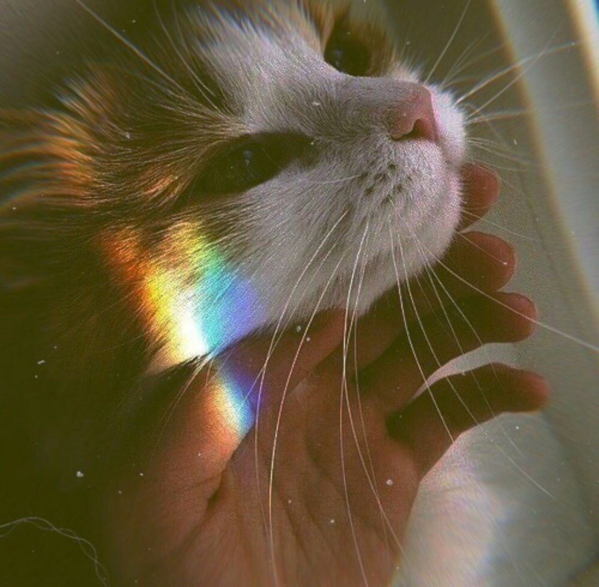 Кот на руках