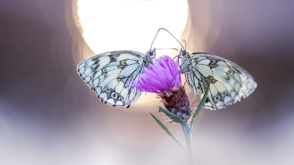 Бабочка на свет