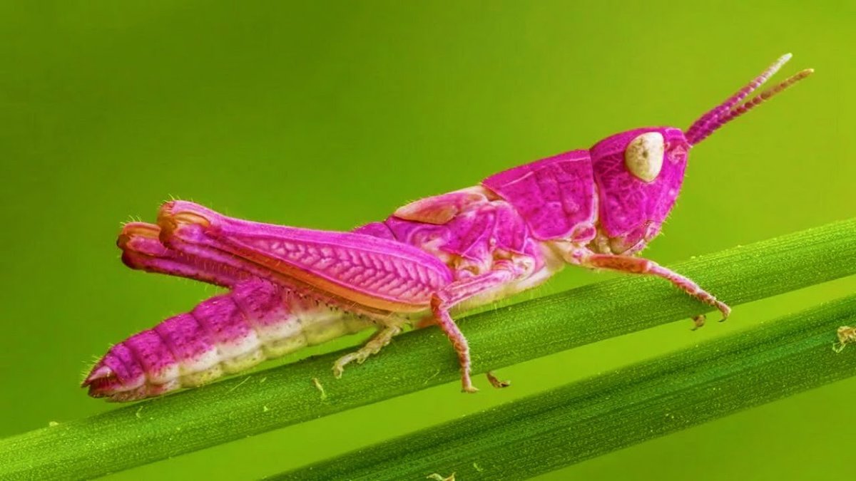 Кузнечик амбликорифа