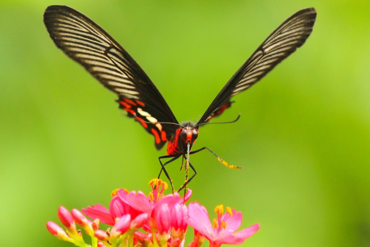 Яркие представители Флоры и фауны