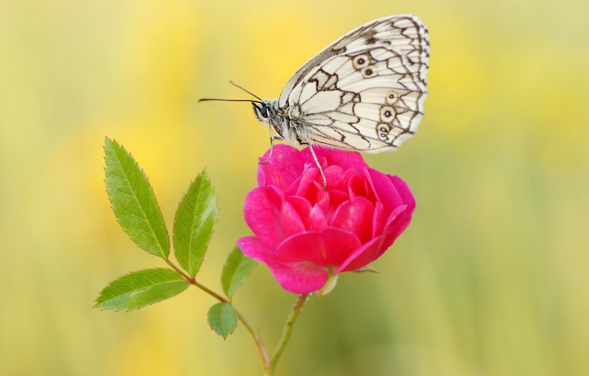 Роза и бабочка