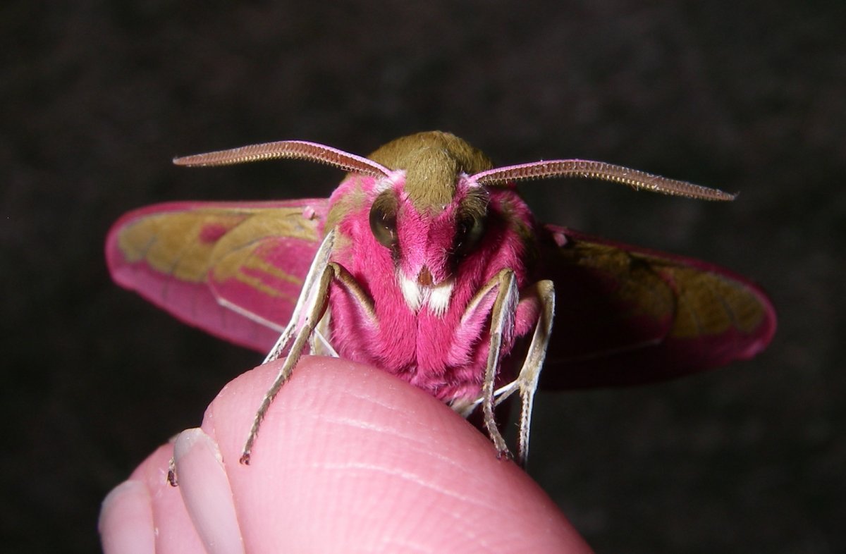 Кленовая моль