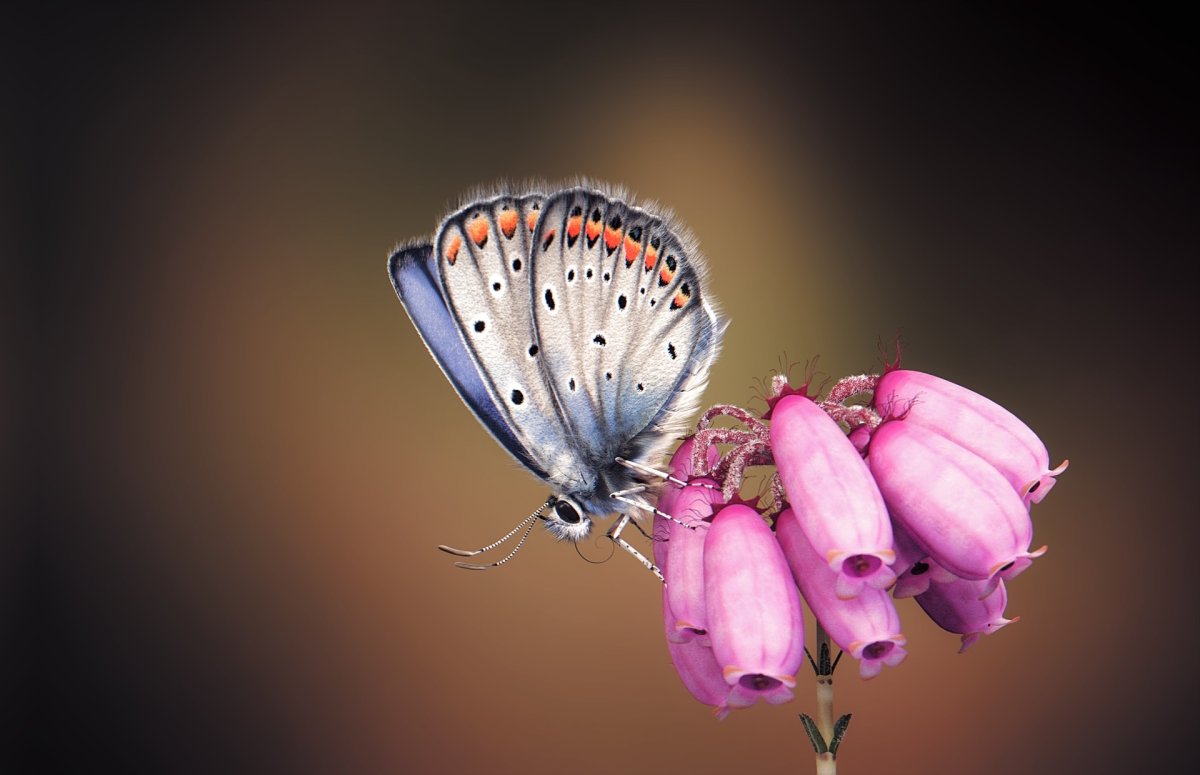 Silver studded Blue бабочка