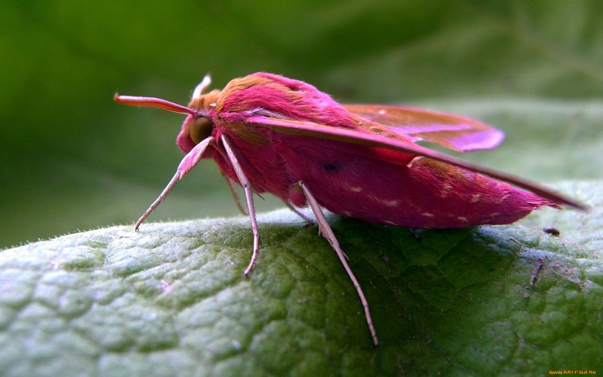 Розовая Муха