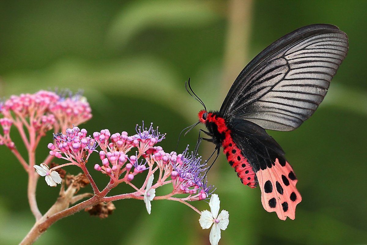 Papilio LOWI