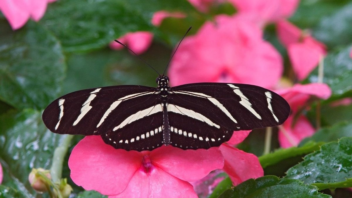 Японодедка бабочка