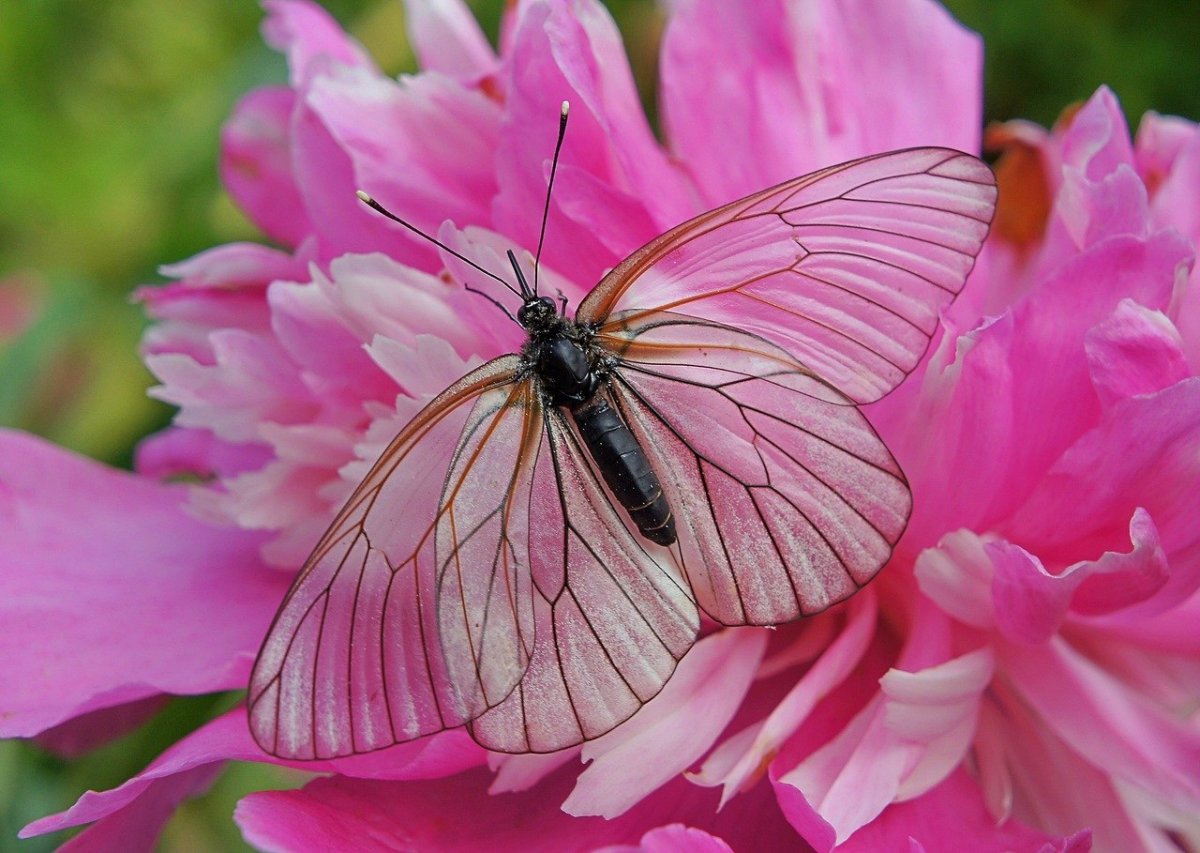 Розовые бабочки в природе