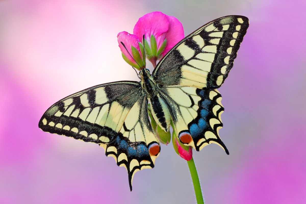 Papilio Machaon