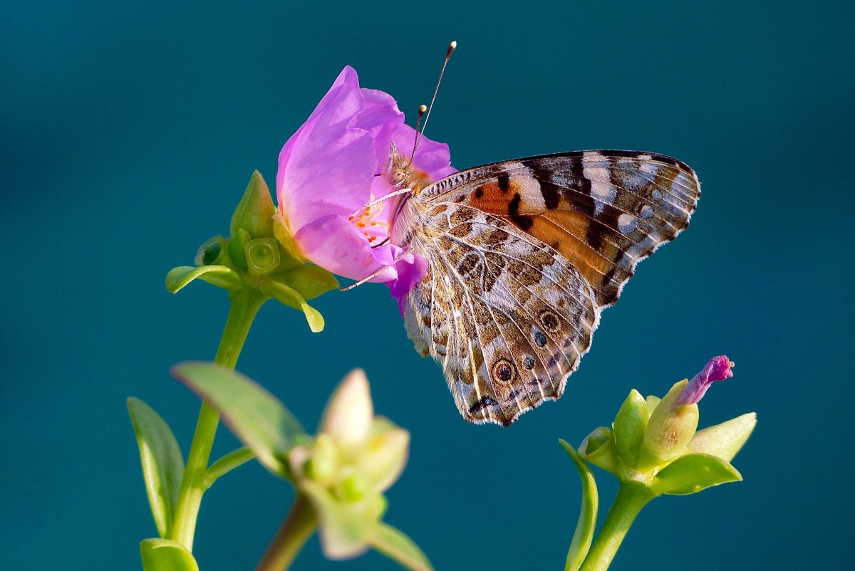 Бабочка Макросъемка