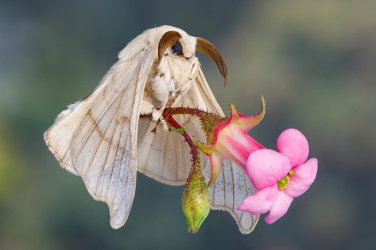 Венесуэльский пуделевый мотылек тутовый шелкопряд
