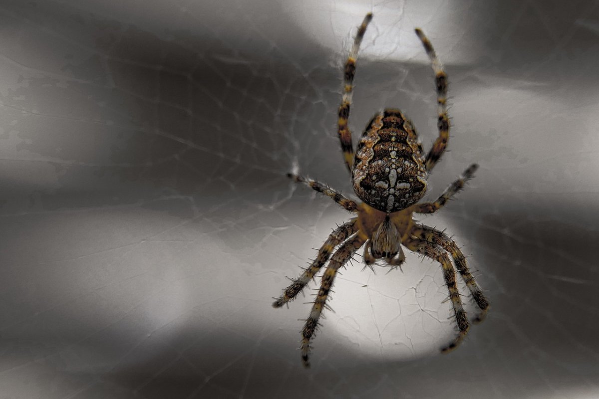 Паутина паука ледопряда